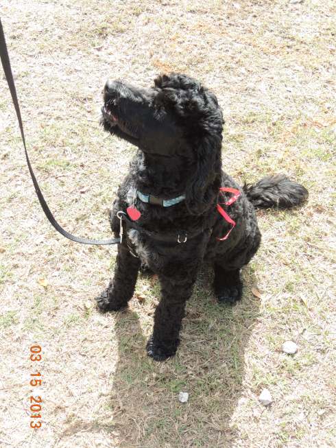 A patient Portuguese water dog poses for a pic.