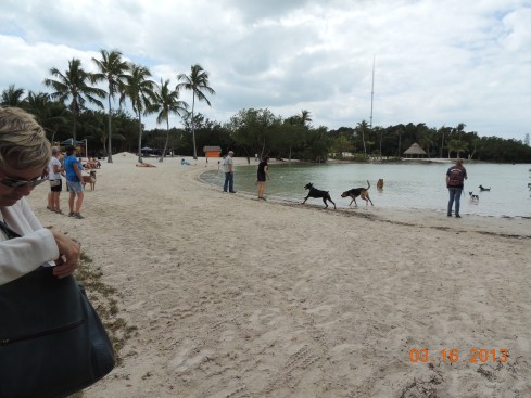 Some dogs sought the cooling waters of the public beach.