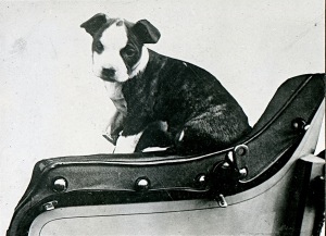 Meet Honk Honk Fisher, the first (and pawsibly only) dog to be driven around the world 