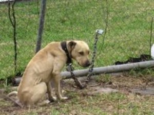 New laws can help to prevent the abusive tethering of dogs