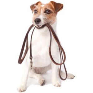 dog-and-leash